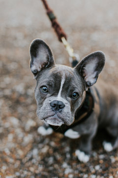 Adorable french bulldog puppy on a leash