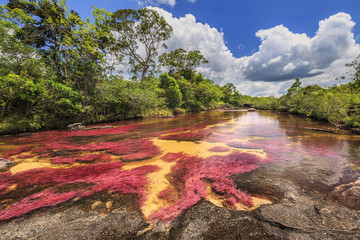 Cano Cristales (River of five colors), La Macarena, Meta, Colombia