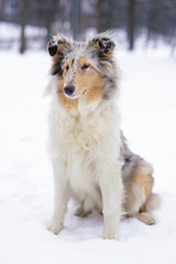 Young blue merle rough Collie dog sitting outdoors on a snow in winter