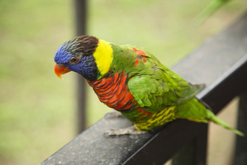 Rainbow Lorikeet, a bird of many colors