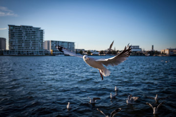 Fototapeta na wymiar Flying Seagull with ocean and city buildings background