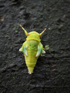 cicada eclosion in wild