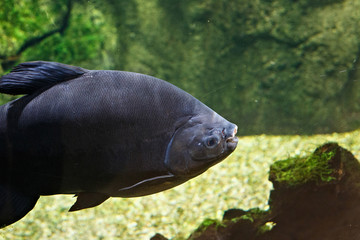 Big black fish behind the dusty glass in the oceanarium.