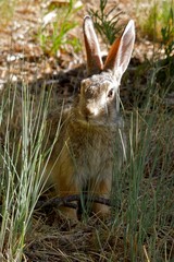 Rabbit Guard