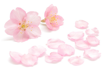 Fond de printemps de pétales de fleurs de cerisier