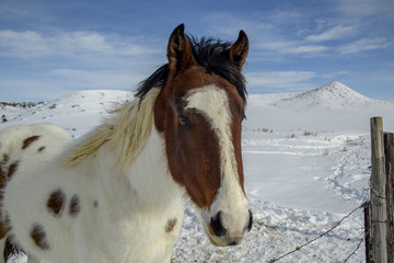 Horse along a fence