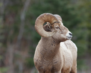 Mature mountain sheep ram from side with forrest background