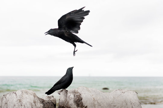 Two Crows