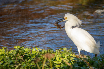 Snowy Egret