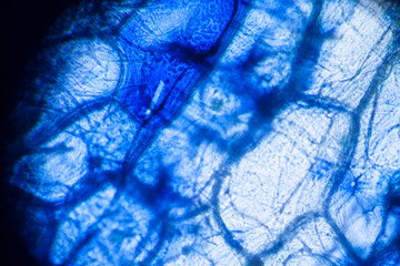 Onion cells at the microscope

