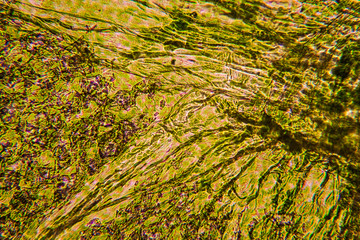 Fresh tiny leaf at the microscope
