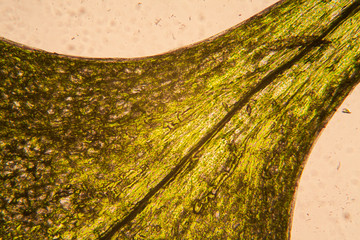 Fresh tiny leaf at the microscope
