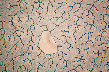 Human cells and dried colorful water at the microscope
