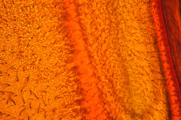 Bee wing at the microscope
