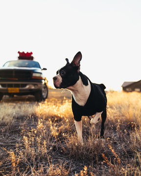 Boston Terrier Morning in Colorado