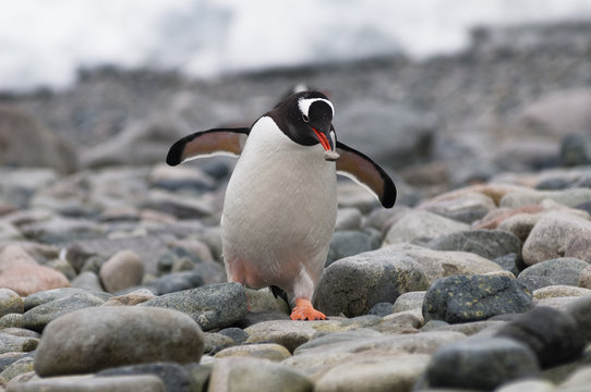 Gentoo penguin (Pygoscelis papua).