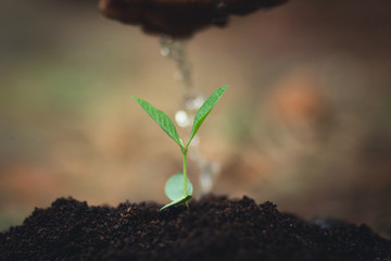 Plant a tree The soil and seedlings in the grandmother's hand