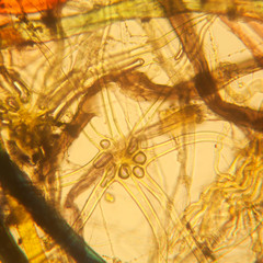 Microscopic view of dust
