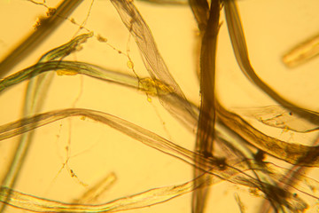 Microscopic view of dust
