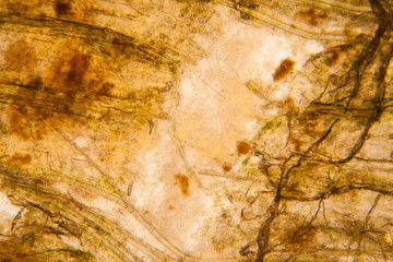 Microscopic view and details of rotten tulip stem
