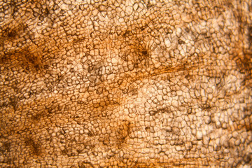 Carrot cells at the microscope
