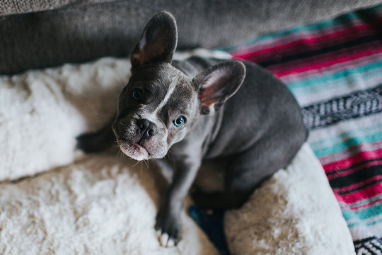 Adorable french bulldog puppy on his dog bed indoors