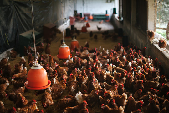 Organic chicken farming