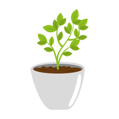 beautiful houseplant in pot vector illustration design