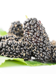 Mulberry with green leaf on the white