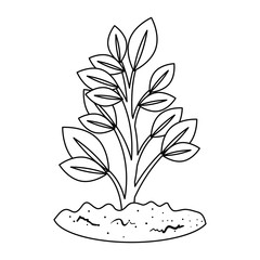 beautiful tree plant cultivated vector illustration design