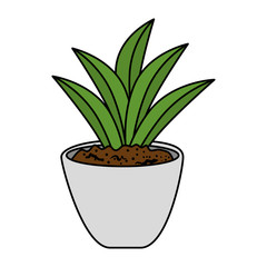 beautiful houseplant in pot vector illustration design