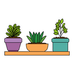 beautiful houseplants set in wooden shelf vector illustration design