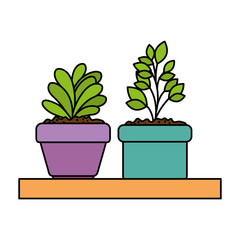 beautiful houseplants set in wooden shelf vector illustration design