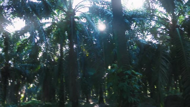 Palm Jungle Panorama, Costa Rica, Graded Version