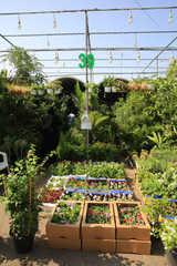 Fleuriste. Abou Dhabi. Emirats Arabes Unis. / Florist. The plant souk at Mina Zayed. Emirate of Abu Dhabi..