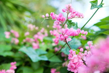 Fototapeta premium Mexican creeper, coral vine, bee bush or San Miguelito vine are the name of this pink flowers. 