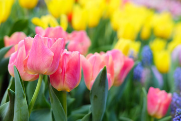 Close-up pink tulip with other flowers in the field.