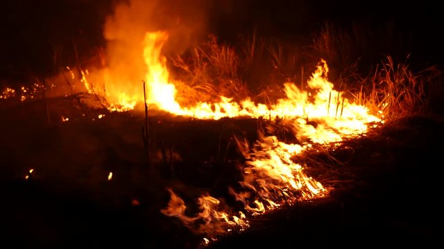 Burning grass of the field at night.