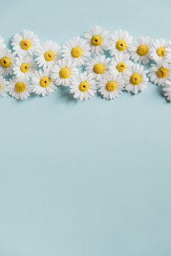 Daisies