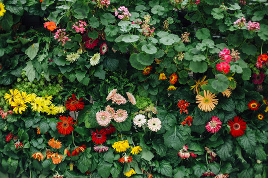 Various colorful flowers