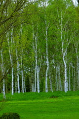 Obraz premium Park in Sapporo, scenery of spring birch forest