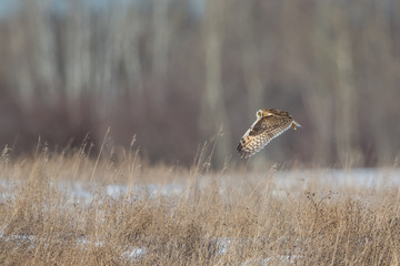 Owl Cruising Grass
