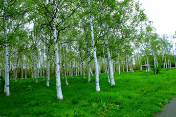 Fototapeta na wymiar Park in Sapporo, scenery of spring birch forest