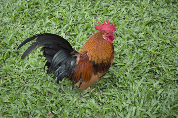 Colourful chicken standing on green grass.