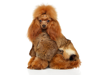 Toy Poodle in a fur clothes