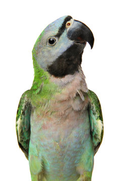 Fototapeta Ringnecked Parakeet on white
