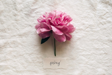 pink peony bloom labelled in calligraphy