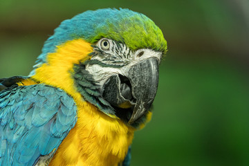 Ara