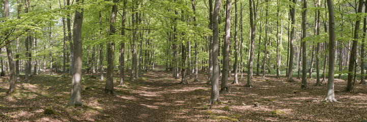 View of beech woodland trees in spring