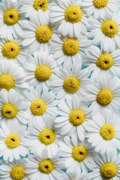 Daisies